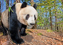 Giant Panda (Ailuropoda melanoleuca) young male, Qinling Mountains, China, April.