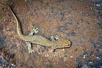 Salamander (Hynobiidae) Foping Nature Reserve, Qinling Mountains, Shaanxi province, China.