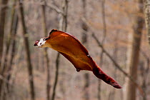 Red and White Giant Flying Squirrel (Petaurista alborufus) gliding, Foping Nature Reserve, Qinling Mountains, Shaanxi province, China.
