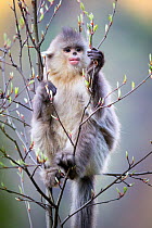 Yunnan Snub-nosed Monkey (Rhinopithecus bieti) young eating fresh leaf buds. Yunnan Province, China.