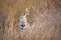Serval (Leptailurus serval) Busanga Plains, Kafue National Park, Zambia.