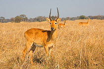 Puku (Kobus vardonii) Busanga Plains, Kafue National Park, Zambia.