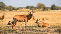 Roan antelope (Hippotragus equinus) herd resting, Busanga Plains, Kafue National Park, Zambia.