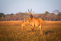 Roan antelope (Hippotragus equinus) in habitat with young, Busanga Plains, Kafue National Park, Zambia.