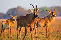 Roan antelope (Hippotragus equinus) herd,  Busanga Plains, Kafue National Park, Zambia.
