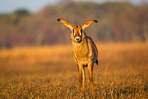Young Roan antelope (Hippotragus equinus) running with ears out to the side, Busanga Plains, Kafue National Park, Zambia.