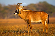 Roan antelope (Hippotragus equinus) profile, Busanga Plains, Kafue National Park, Zambia.