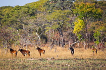 Sable antelope (Hippotragus niger kirkii) male with females, Busanga Plains, Kafue National Park, Zambia.