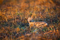 Side striped jacakal (Canis adustus) resting, Busanga Plains, Kafue National Park, Zambia.