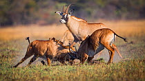 Roan antelopes (Hippotragus equinus) rutting, Busanga Plains, Kafue National Park, Zambia.