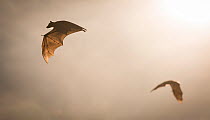Straw-coloured fruit bat (Eidolon helvum) in flight in mist, Kasanka National Park, Zambia.