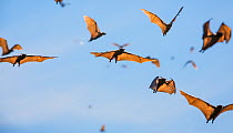 Mass of Straw-coloured fruit bat (Eidolon helvum) in flight, Kasanka National Park, Zambia.