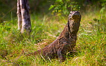 Komodo dragon (Varanus komodoensis) Komodo National Park, Rinca Island, Indonesia.