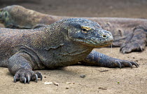 Komodo dragon (Varanus komodoensis) with saliva dripping from mouth, saliva contains virulent bacteria which infects wounds. Komodo National Park, Rinca Island, Indonesia.