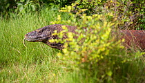 Komodo dragon (Varanus komodoensis) Komodo National Park, Rinca Island, Indonesia.