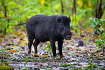 Wild boar (Sus scrofa), prey of Komodo dragon (Varanus komodoensis) Komodo National Park, Komodo Island, Indonesia.