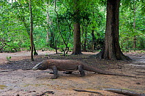 Komodo dragon (Varanus komodoensis) in habitat, Komodo National Park, Komodo Island, Indonesia.