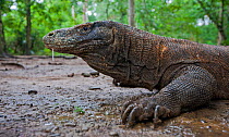 Komodo dragon (Varanus komodoensis) with saliva dripping from mouth, saliva contains virulent bacteria which infects wounds. Komodo National Park, Komodo Island, Indonesia.