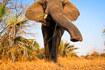 African elephant (Loxodonta africana) close up of trunk, Katavi National Park, Tanzania. Taken with remote camera.