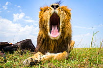 Male lion (Panthera leo) yawning, Masai Mara, Kenya. Taken with remote camera.