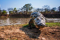 Nile Crocodile (Crocodylus niloticus) basking on shores of lagoon, South Luangwa National Park, Zambia. Photographed with a remote camera.