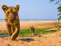 Lionesses (Panthera leo) in habitat, Lower Zambezi National Park, Zambia.