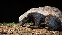 Honey badger (Mellivora capensis) taken at night with remote camera, South Luangwa National Park, Zambia.