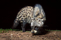 Afrcican civet (Civettictis civetta) taken with a camera trap at night. South Luangwa, National Park, Zambia.