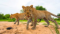 African leopard (Panthera pardus pardus) mother with cub snarling at remote camera. South Luangwa National Park, Zambia.