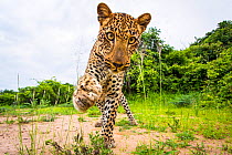 African leopard (Panthera pardus pardus) batting remote camera. South Luangwa National Park, Zambia.