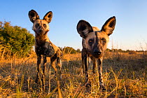 African wild dogs (Lycaon pictus) investigating remote camera, Hwange National Park, Zambia.