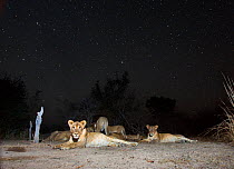 Small pride of Lions (Panthera leo) on starry night. South Luangwa National Park, Zambia.