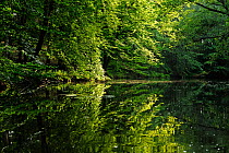 Trees along the banks of the River Havel with reflections in water, Muritz National Park, Germany, July 2009.