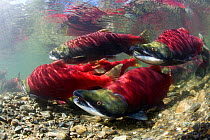 Sockeye Salmon (Oncorhynchus nerka) travelling upstream on spawning migration, Adams river, British Columbia, Canada, October Taken for the Freshwater Project.