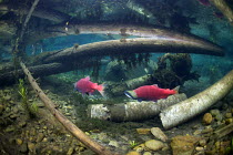 Sockeye Salmon (Oncorhynchus nerka) on spawning ground in groundwater channel, with trees cut by beavers, Adams river, British Columbia, Canada, October. Taken for the Freshwater Project.