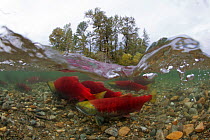 Sockeye Salmon (Oncorhynchus nerka) on spawning ground, Adams river, British Columbia, Canada, October. Taken for the Freshwater Project.