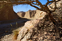 Wadi Wurayah canyon, near Bidiya, Emirate of Fujairah, United Arab Emirates November 2010. Taken for the Freshwater Project.