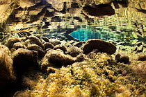 Underwater landscape in Wadi Wurayah, near Bidiya, Emirate of Fujairah, United Arab Emirates, November 2010. Taken for the Freshwater Project.