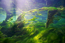 Underwater landscape with algae in a spring creek, Jogne river, Saane river tributary, Gruyere, Fribourg, Switzerland, December. Taken for the Freshwater Project.