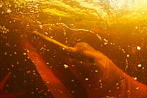 Amazon river dolphin (Inia geoffrensis) on surface of the Rio Negro, with the typical red colour of the water, Amazon, Brazil. Taken for the Freshwater Project.