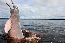 Amazon river dolphin (Inia geoffrensis) at surface of the Rio Negro, with the typical red colour of the water, Amazon, Brazil. Taken for the Freshwater Project.