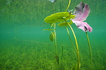 Dead insect in water, with Water lily pads (Nymphaeceae)Underwater view of a fishing lake, Northern Rockies, British Columbia, Canada, July. Taken for the Freshwater Project.