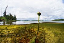 Water lily (Nuphar sp) flower emerging from water, split level view, Triangle Lake, Northern Rockies, British Columbia, Canada, July. Taken for the Freshwater Project.