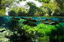 Piraputanga (Brycon hilarii) Aquario Natural, Rio Baia Bonito, Bonito area, Serra da Bodoquena (Bodoquena Mountain Range), Mato Grosso del Sul, Brazil, November. Taken for the Freshwater Project.
