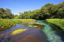 Rio Sucuri, Bonito area, Serra da Bodoquena (Bodoquena Mountain Range), Mato Grosso del Sul, Brazil, November 2011. Taken for the Freshwater Project.