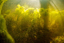 Underwater landscape, flooded meadows with the  of the River Itchen, a chalk stream, Winnall Moors, Winchester, Hampshire, England, UK, May. Taken for the Freshwater Project.