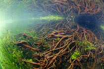 Underwater landscape of the Candover Brook, tributary of the River Itchen, chalk stream, Hampshire, England, UK, June. Taken for the Freshwater Project.