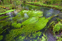 Algae in Candover Brook, tributary of the River Itchen, chalk stream, Hampshire, England, UK, May. Taken for the Freshwater Project.