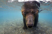 Kamchatcka brown bear (Ursus arctos beringianus) with face underwater whilst fishing for Sockeye salmon in the Ozernaya River, Kuril Lake, South Kamtchatka Sanctuary, Russia, August. Taken for the Freshwater Project.