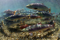 *** Sockeye salmon (Oncorhynchus nerka) on spawning migration in the Ozernaya River, Kuril Lake, South Kamtchatka Sanctuary, Russia.Rotlachs (Oncorhynchus nerka) auf Laichwanderung im Fluss Ozernaya,...